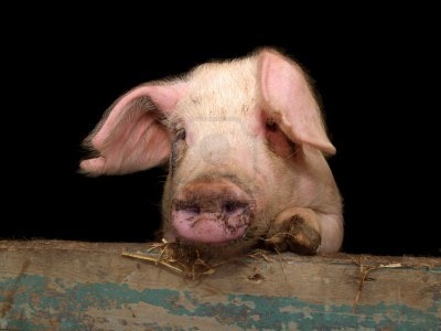 2775839-portrait-of-cute-piglet-looking-over-wall-of-pigsty